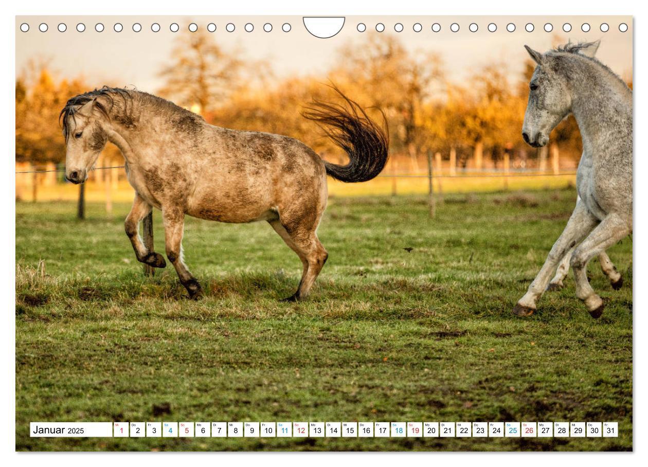 Bild: 9783435172542 | Durch das Jahr mit dem Connemara Pony Holly (Wandkalender 2025 DIN...