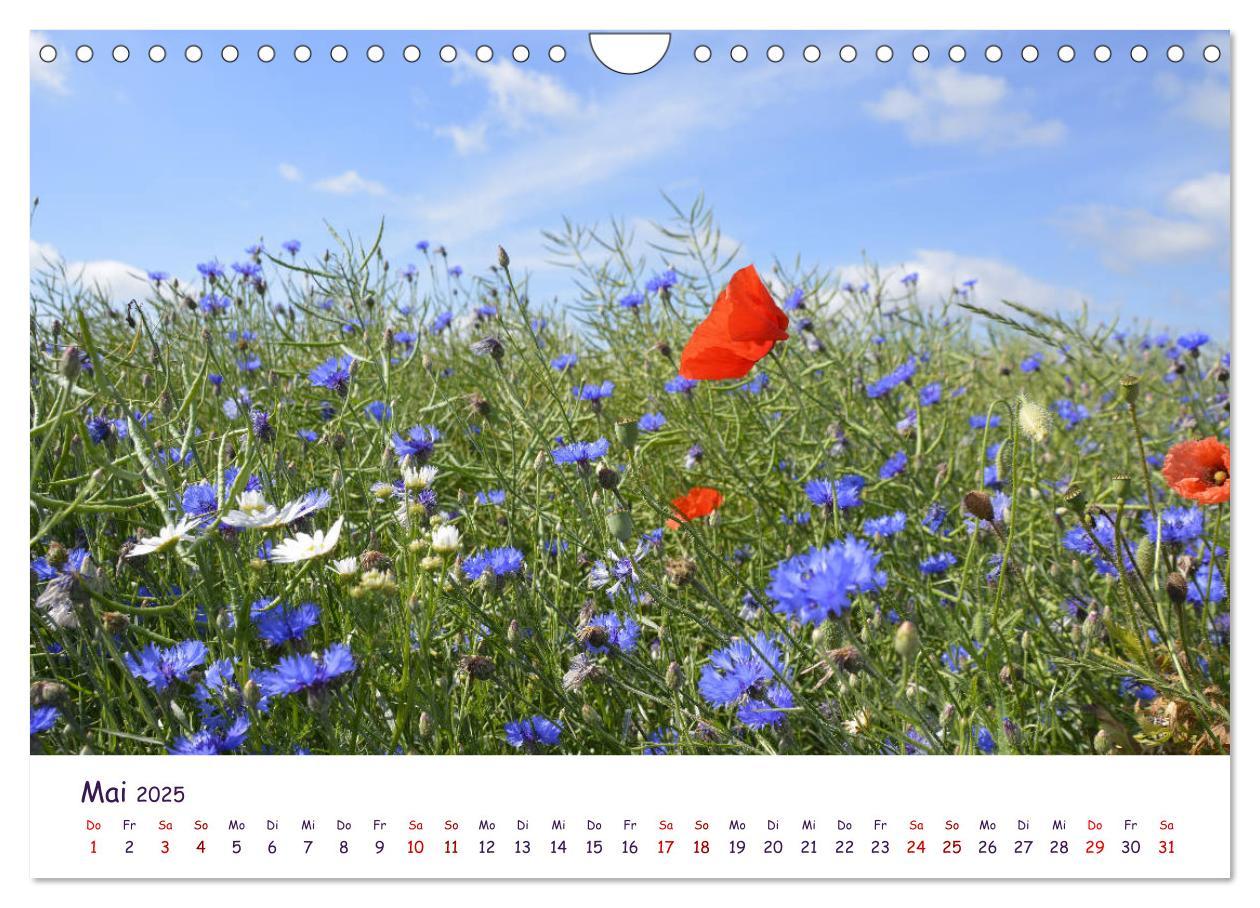 Bild: 9783435134540 | Natur und Landschaft Mecklenburg - Vorpommern 2025 (Wandkalender...