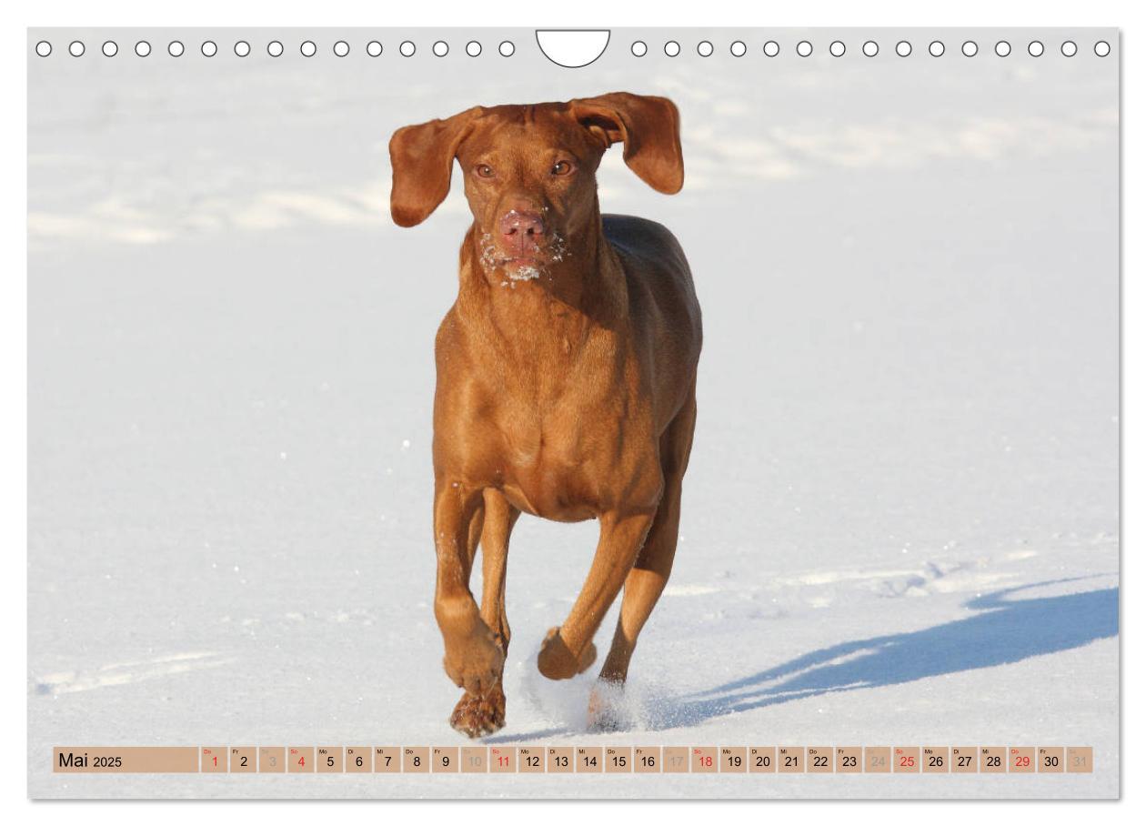 Bild: 9783435794867 | Magyar Vizsla - Vielseitiger Jagdhund mit Familienanschluss...