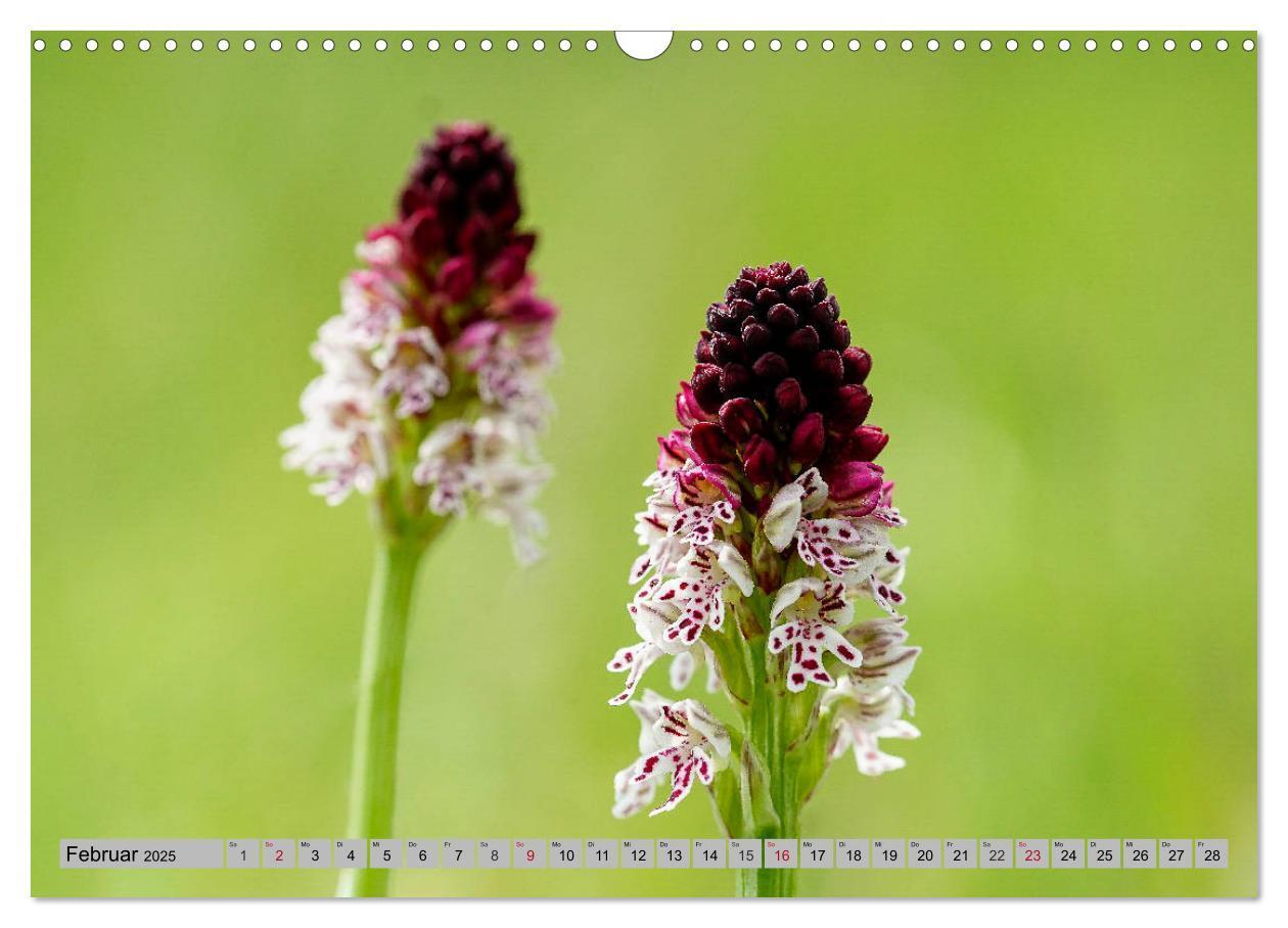 Bild: 9783435536528 | Orchideenwiese 2025 (Wandkalender 2025 DIN A3 quer), CALVENDO...