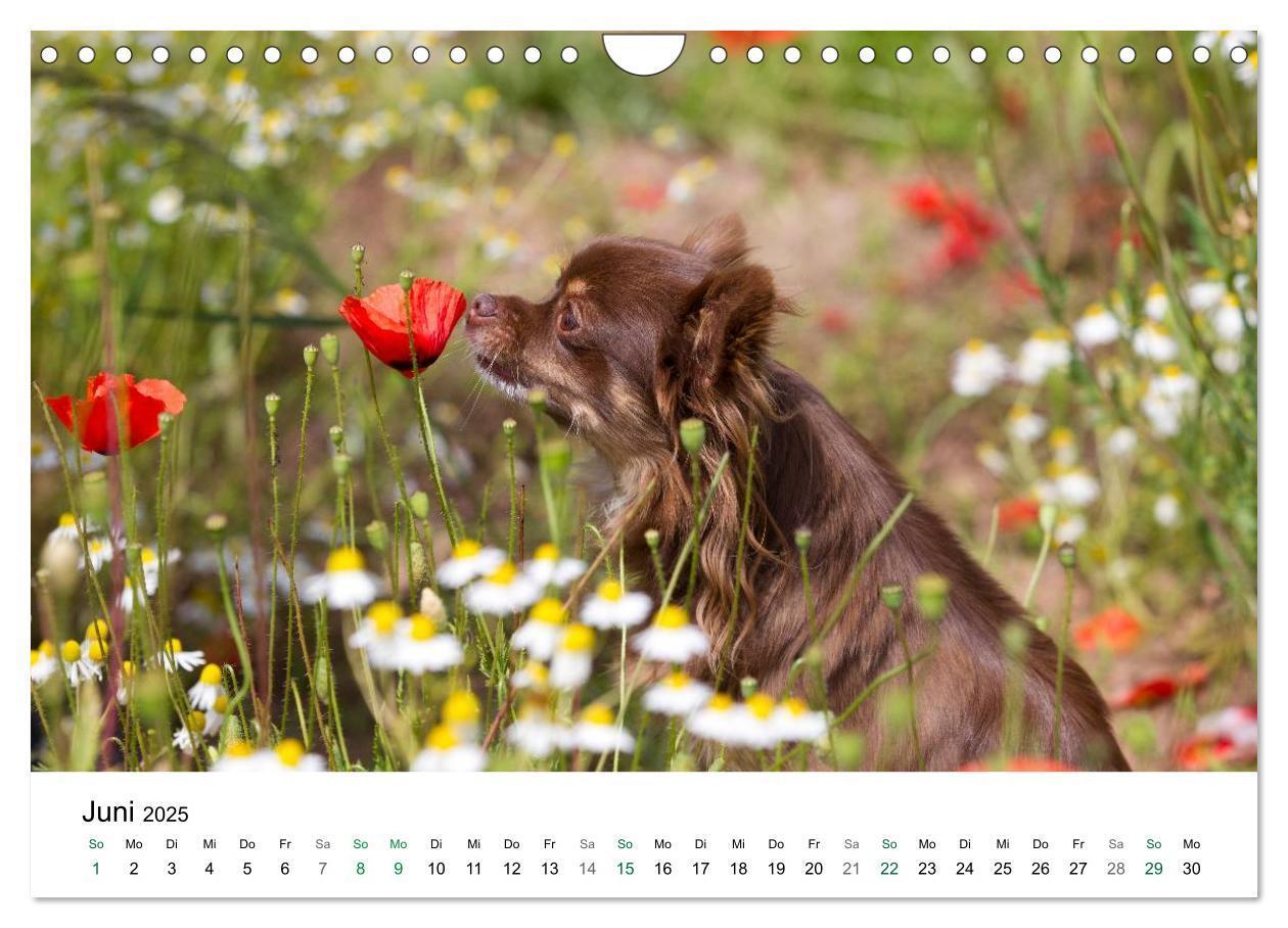 Bild: 9783435772810 | Chihuahuas - kleine Herzensbrecher (Wandkalender 2025 DIN A4 quer),...