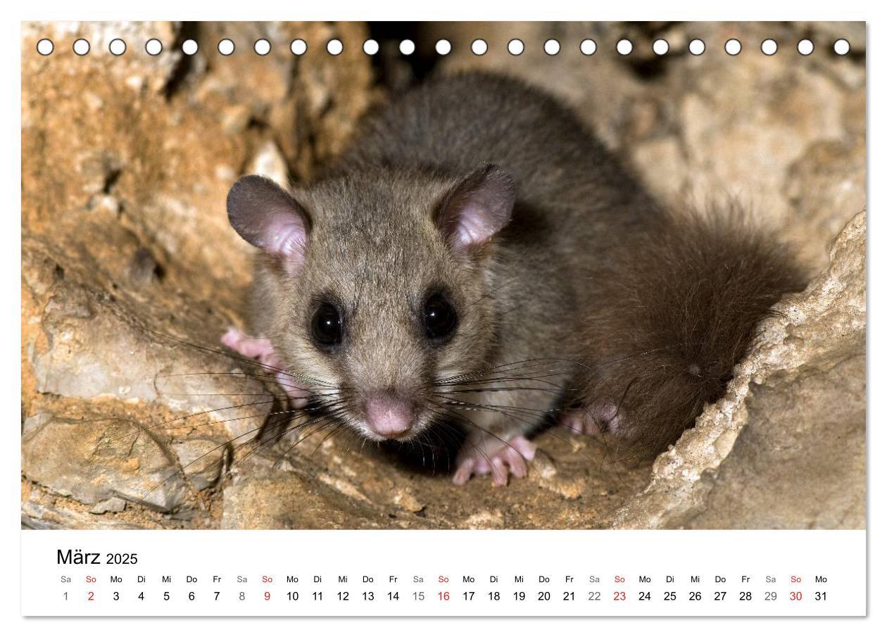 Bild: 9783435679072 | Heimische Tierwelt (Tischkalender 2025 DIN A5 quer), CALVENDO...