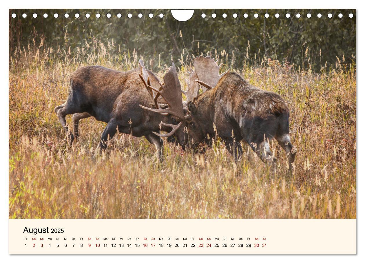 Bild: 9783435129669 | Der Elch - König des Nordens (Wandkalender 2025 DIN A4 quer),...