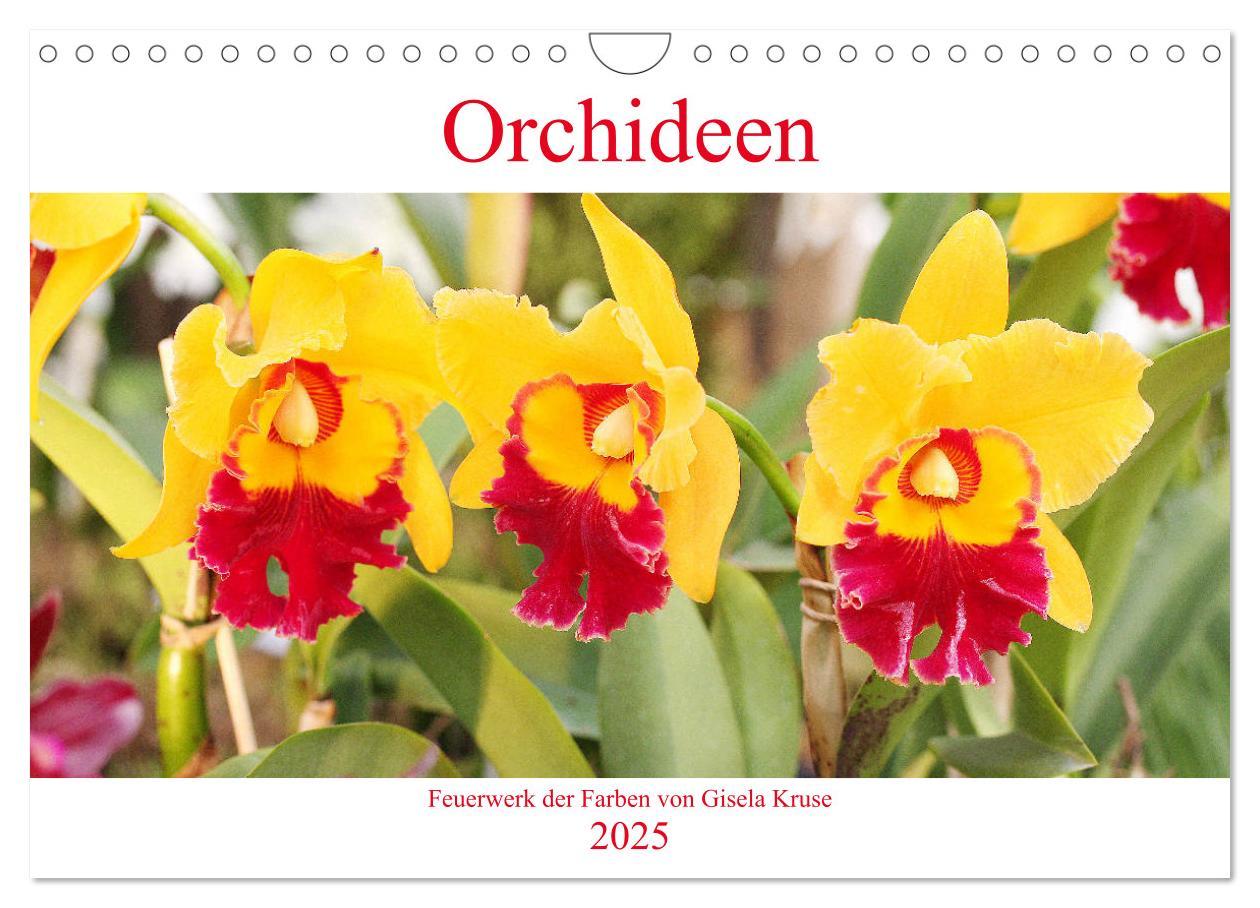 Cover: 9783435289455 | Orchideen Feuerwerk der Farben (Wandkalender 2025 DIN A4 quer),...