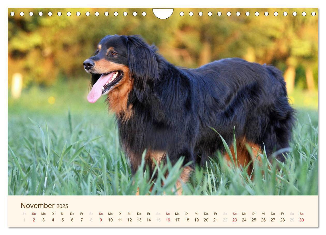 Bild: 9783435793068 | Hovawarte - einmal anders (Wandkalender 2025 DIN A4 quer), CALVENDO...