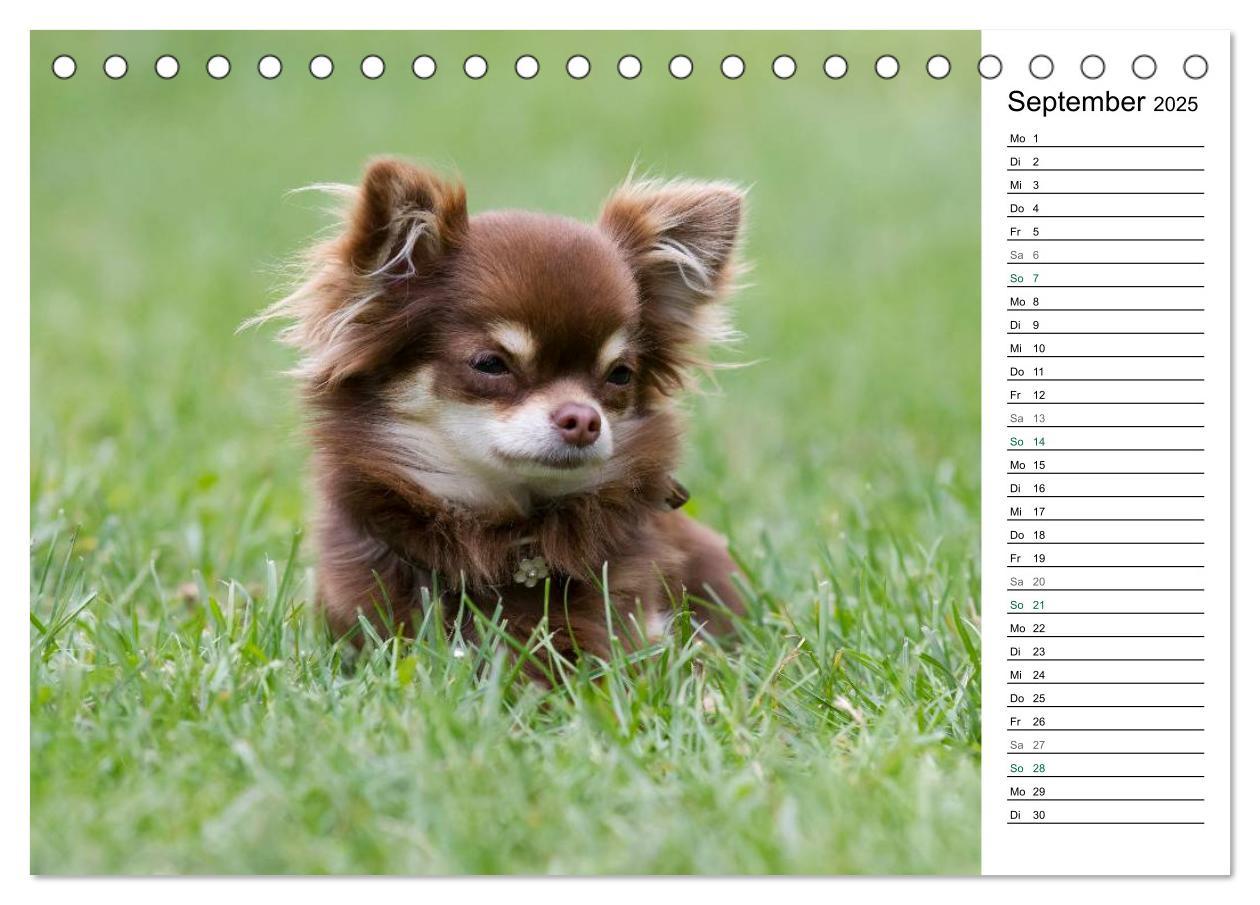 Bild: 9783435555789 | Chihuahuas - kleine Herzensbrecher (Tischkalender 2025 DIN A5...