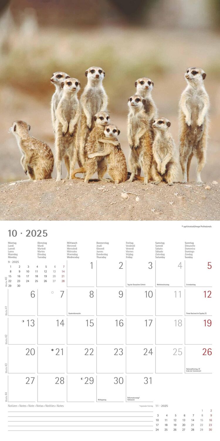 Bild: 4251732340742 | Erdmännchen 2025 - Broschürenkalender 30x30 cm (30x60 geöffnet) -...