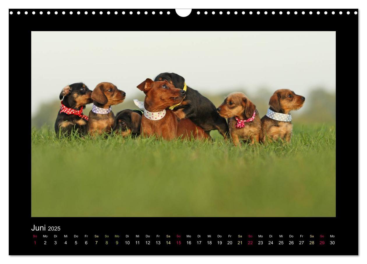 Bild: 9783435641055 | Allerlei Hundekinder (Wandkalender 2025 DIN A3 quer), CALVENDO...