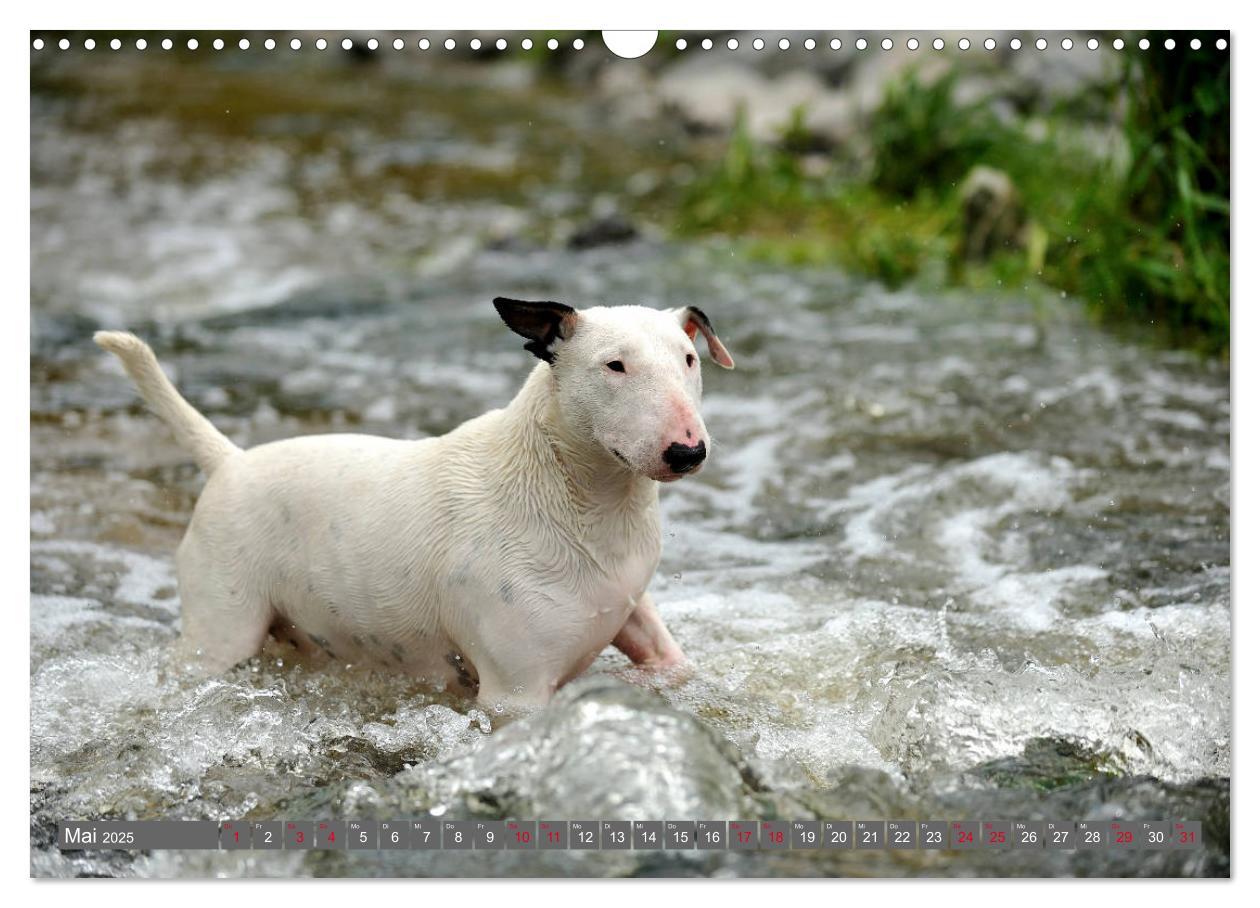 Bild: 9783435405404 | Bullterrier, Powerpakete auf 4 Pfoten (Wandkalender 2025 DIN A3...