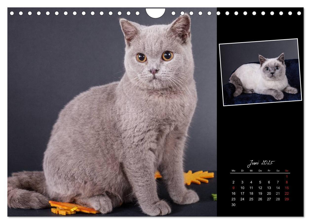 Bild: 9783435773404 | Britisch Kurzhaar Katzen (Wandkalender 2025 DIN A4 quer), CALVENDO...