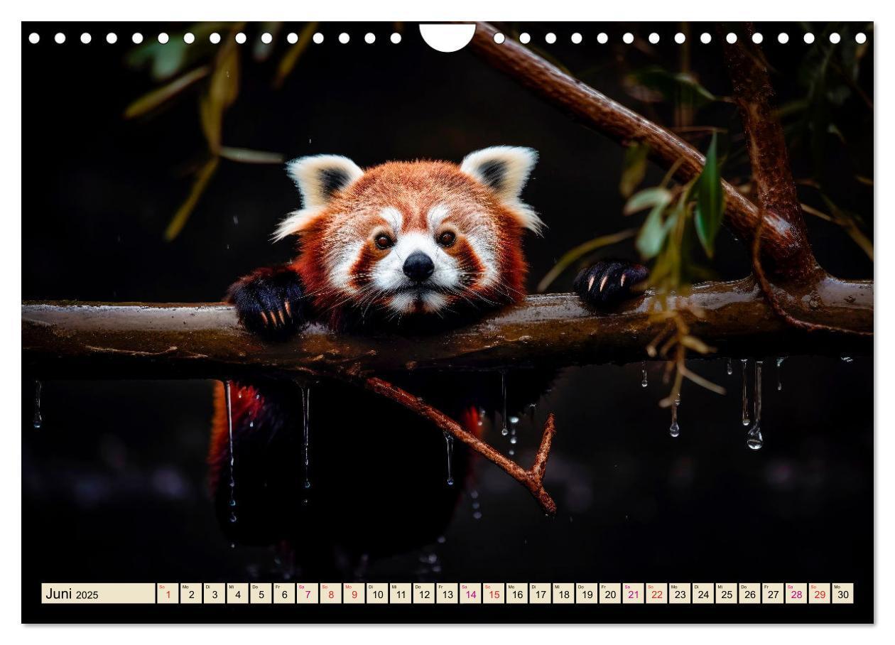 Bild: 9783383867200 | Roter Panda - gefährdeter Katzenbär (Wandkalender 2025 DIN A4...