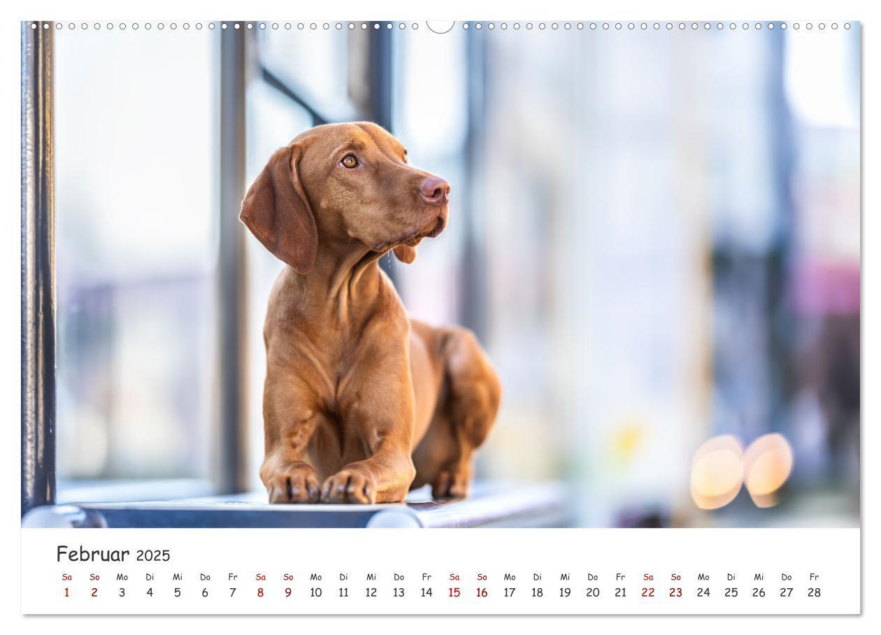 Bild: 9783457183557 | Berlin City Dogs - Berliner Hunde (Wandkalender 2025 DIN A2 quer),...