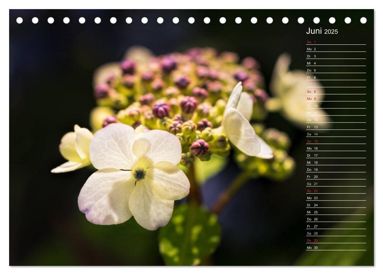 Bild: 9783435506040 | Die Hortensie und ihre vielen Gesichter (Tischkalender 2025 DIN A5...