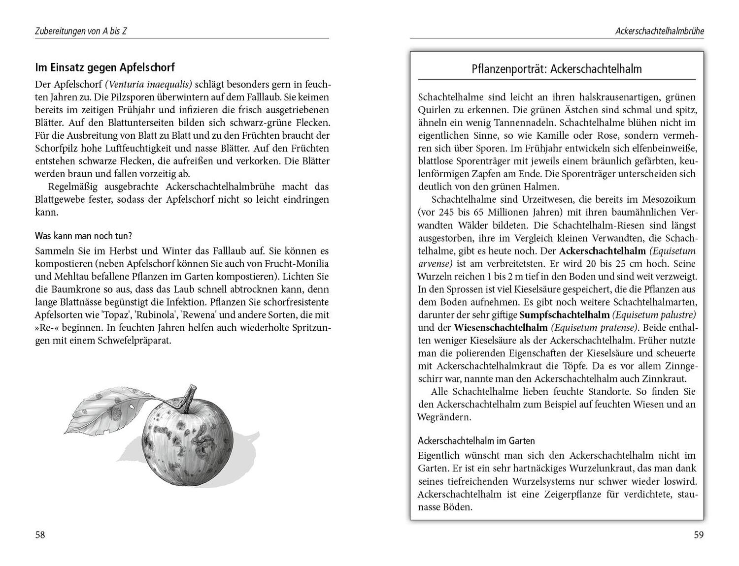 Bild: 9783895663123 | Beinwelljauche, Knoblauchtee &amp; Co. | Natalie Faßmann | Buch | 160 S.