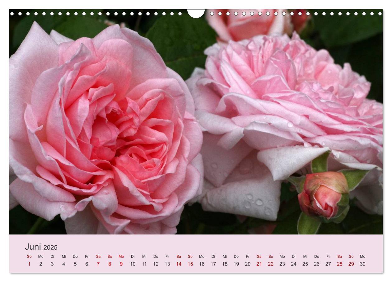 Bild: 9783435453221 | Rosen Reigen im Garten (Wandkalender 2025 DIN A3 quer), CALVENDO...