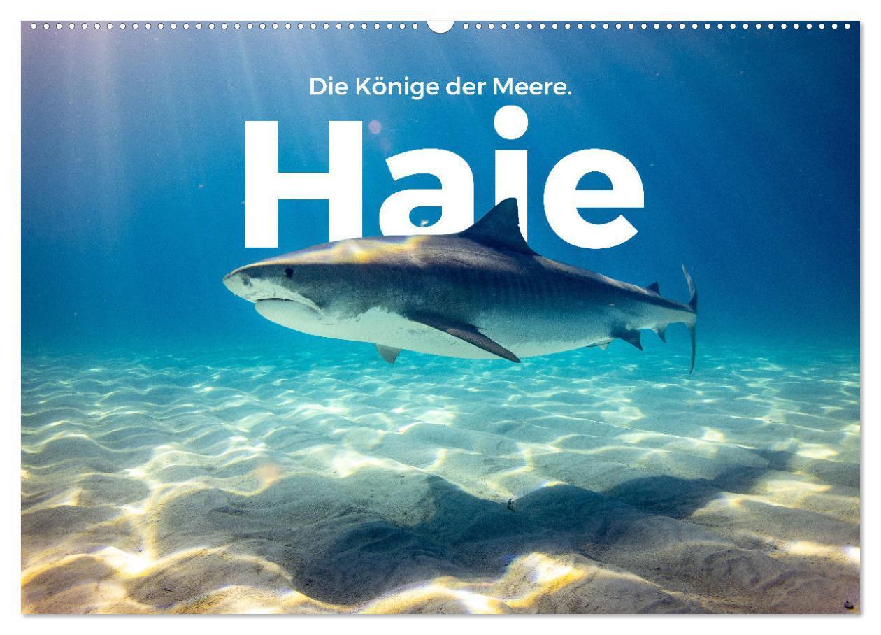 Cover: 9783435000784 | Haie - Könige der Meere. (Wandkalender 2025 DIN A2 quer), CALVENDO...