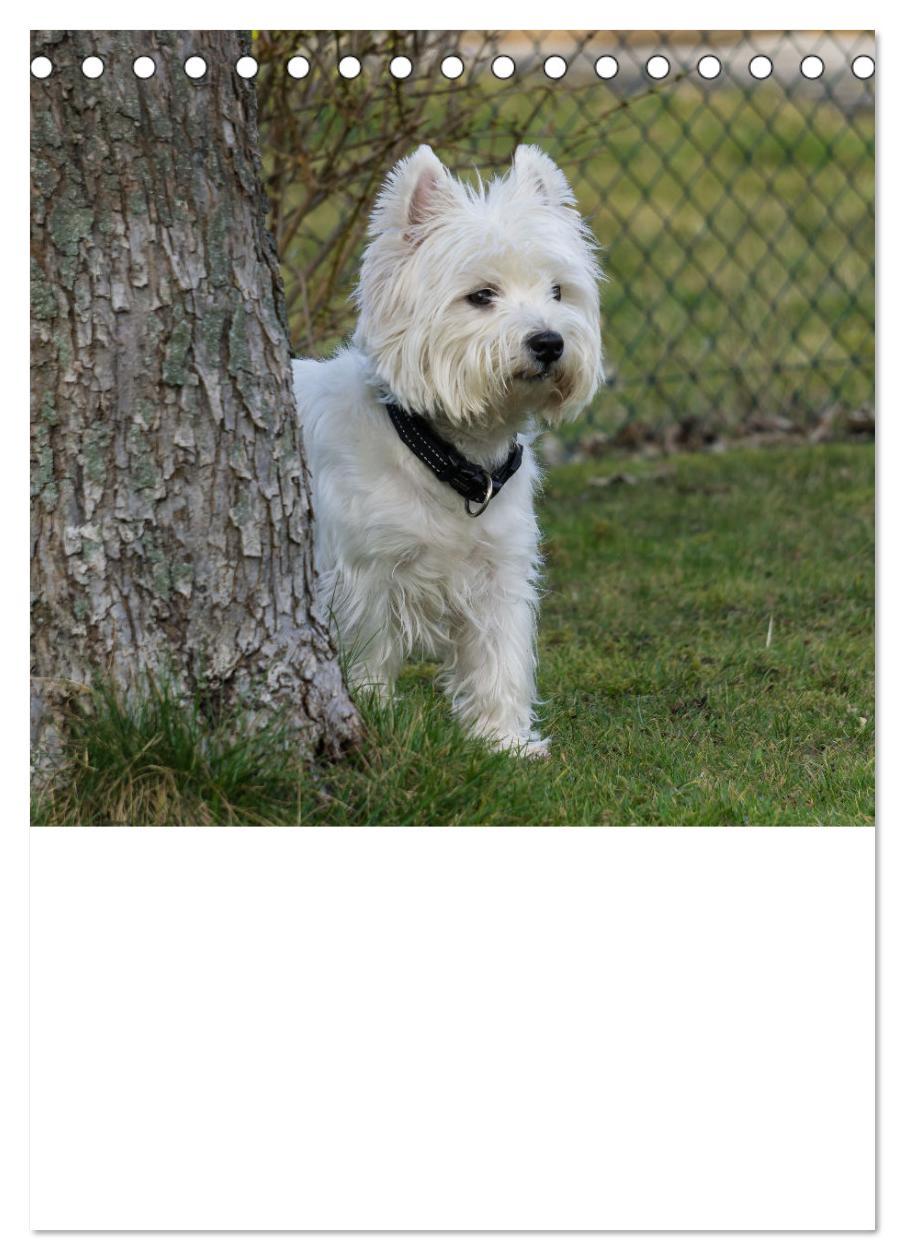 Bild: 9783435882779 | West Highland White Terrier - Herzensbrecher auf vier Pfoten...