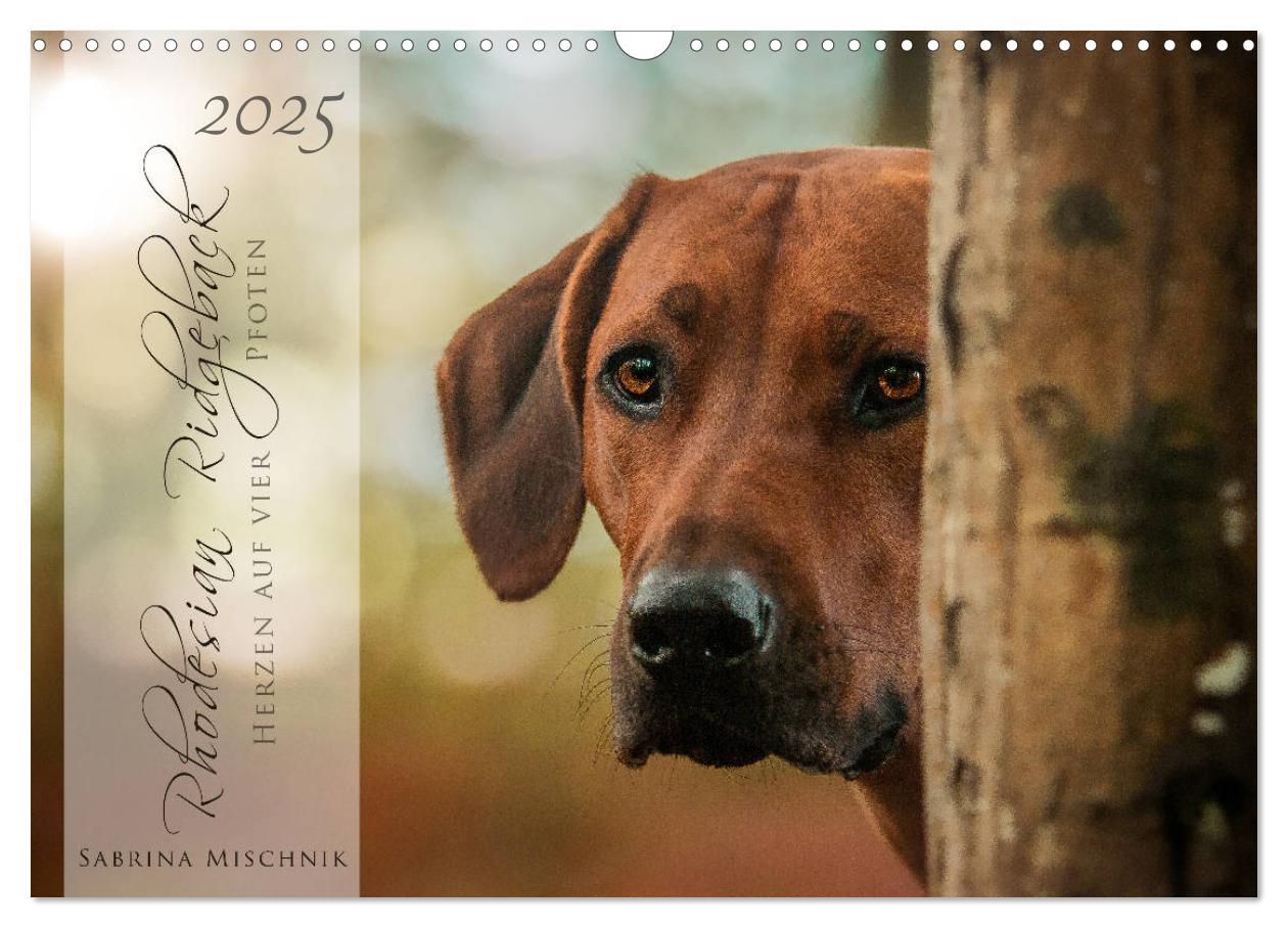 Cover: 9783435358267 | Rhodesian Ridgeback - Herzen auf vier Pfoten (Wandkalender 2025 DIN...