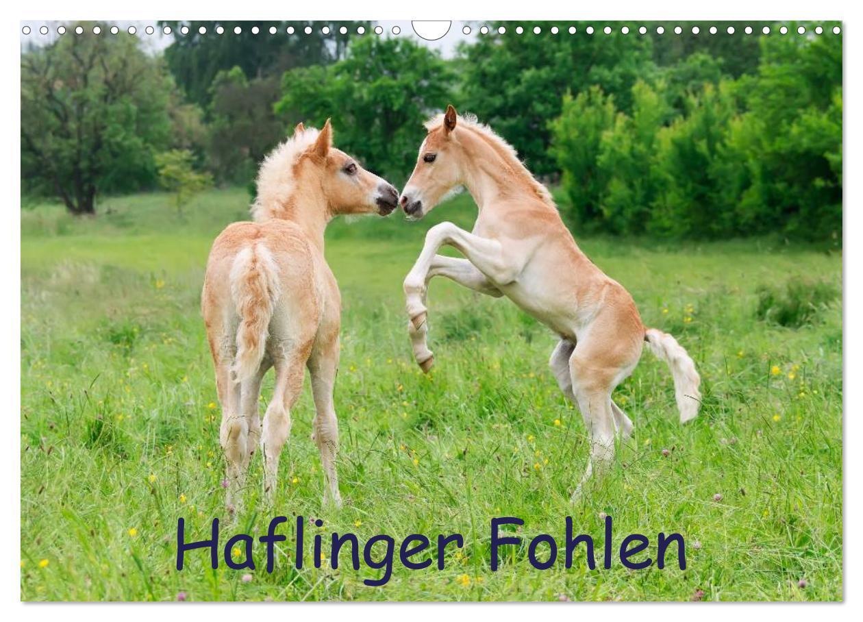 Cover: 9783435786213 | Haflinger Fohlen (Wandkalender 2025 DIN A3 quer), CALVENDO...