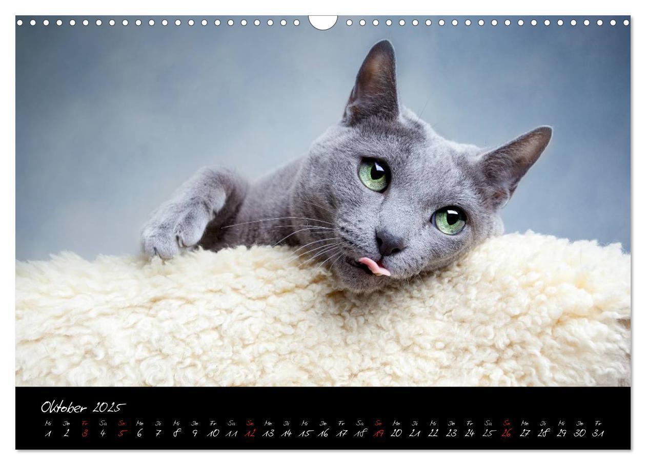 Bild: 9783435837335 | Katzen 2025 (Wandkalender 2025 DIN A3 quer), CALVENDO Monatskalender