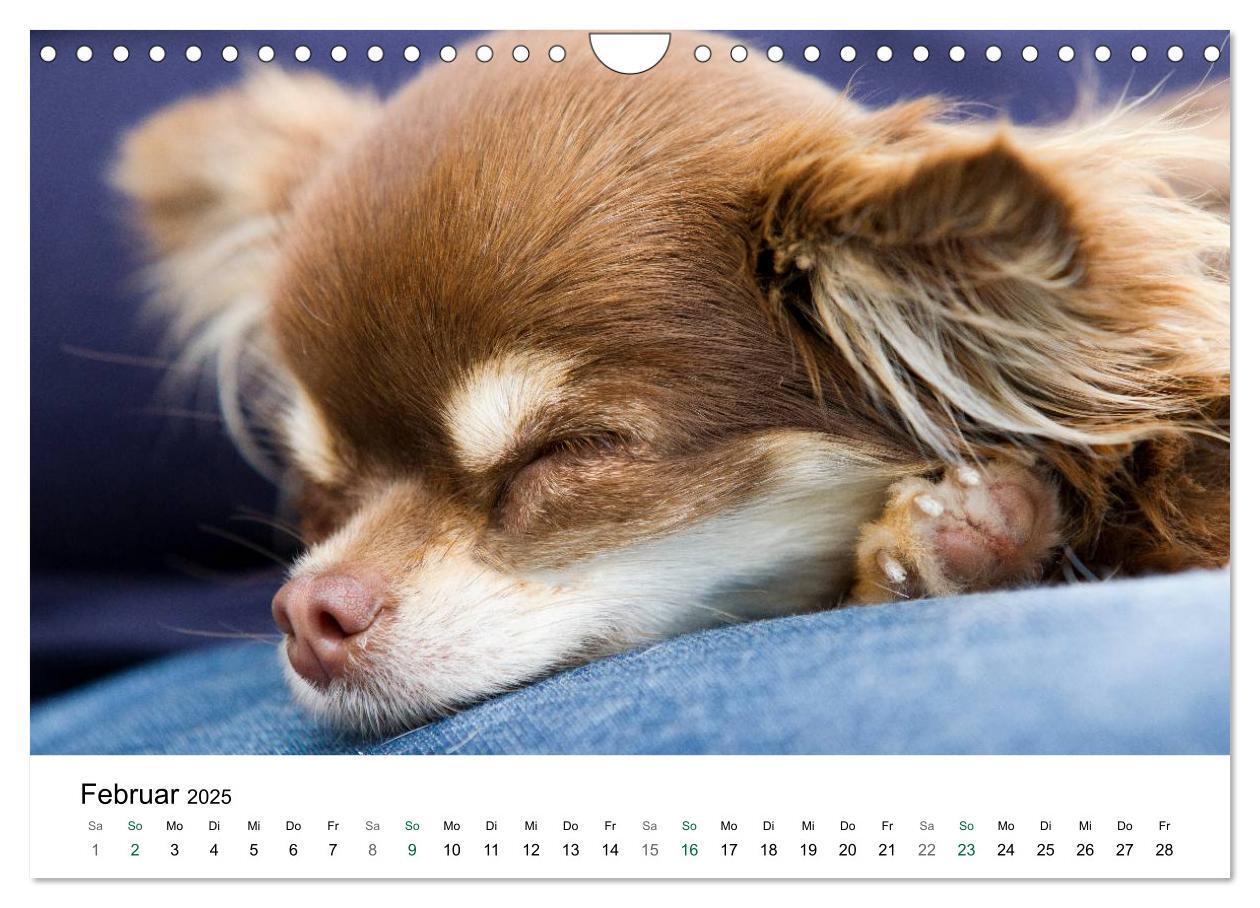 Bild: 9783435772810 | Chihuahuas - kleine Herzensbrecher (Wandkalender 2025 DIN A4 quer),...