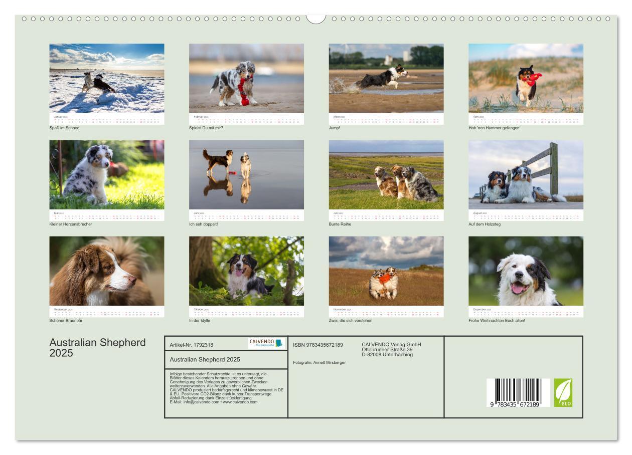 Bild: 9783435672189 | Australian Shepherd 2025 (Wandkalender 2025 DIN A2 quer), CALVENDO...