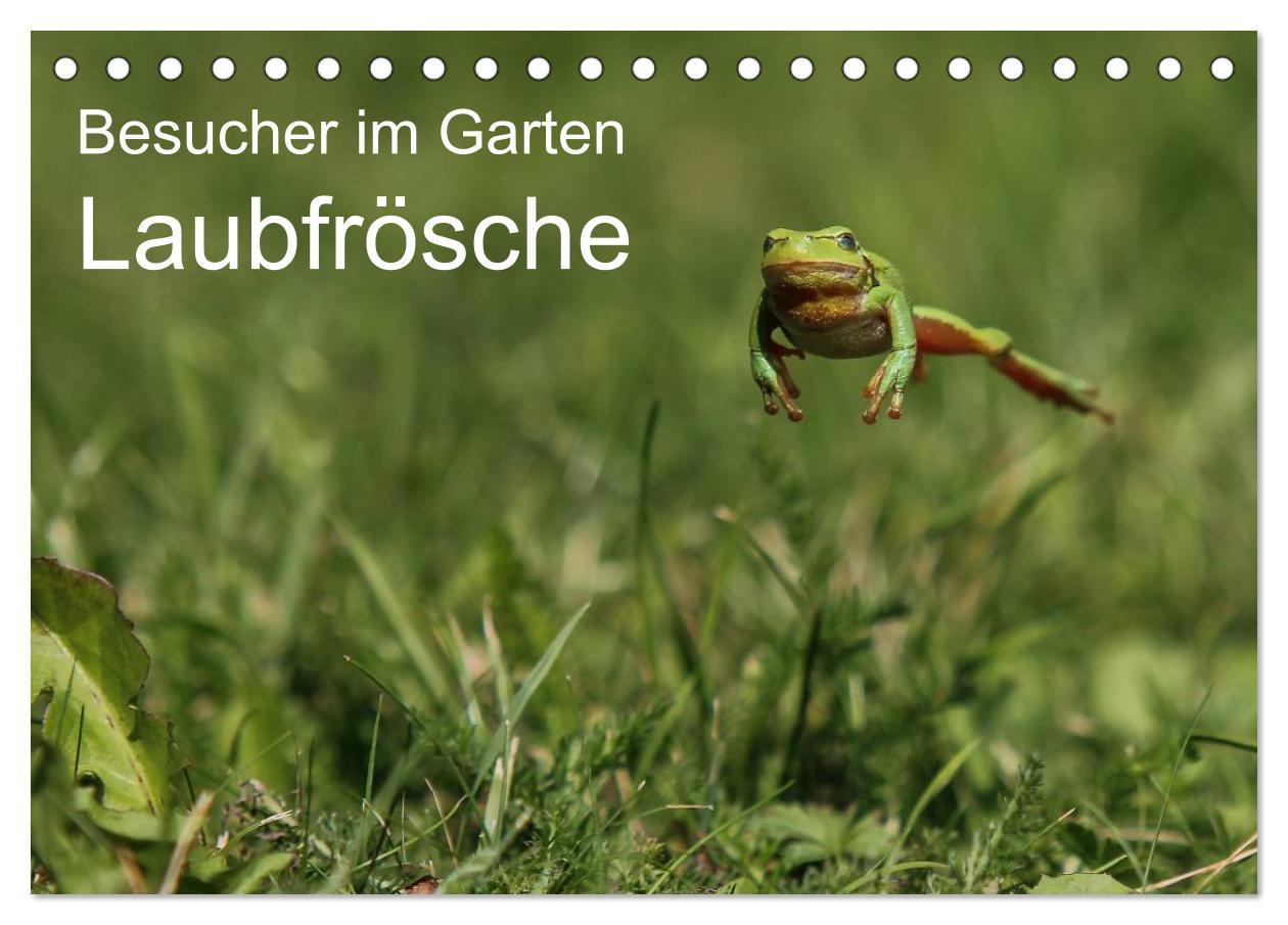 Cover: 9783435695966 | Besucher im Garten - Laubfrösche (Tischkalender 2025 DIN A5 quer),...