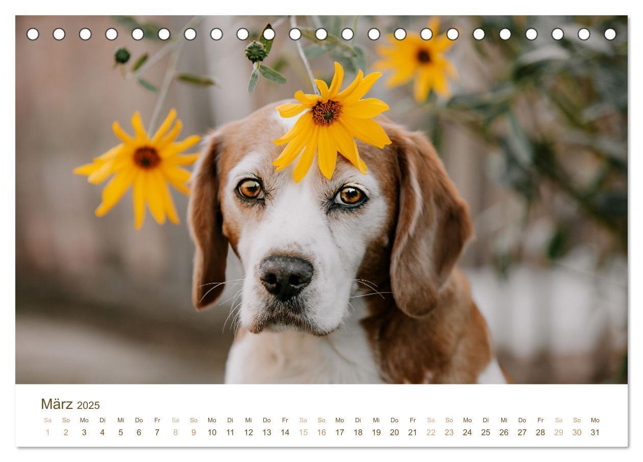 Bild: 9783435016112 | Beagle - Unser treuer Begleiter (Tischkalender 2025 DIN A5 quer),...