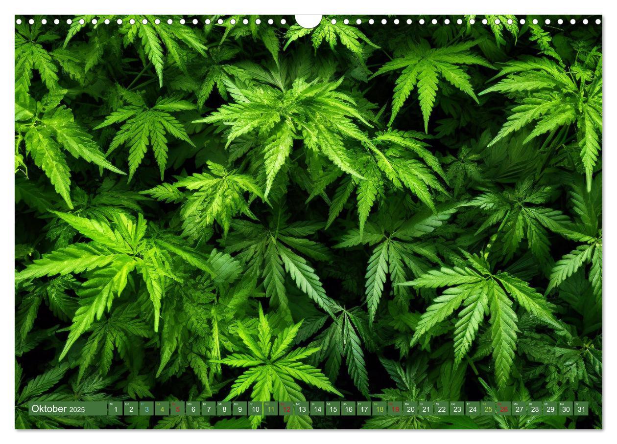 Bild: 9783435696123 | Faszination Cannabis (Wandkalender 2025 DIN A3 quer), CALVENDO...