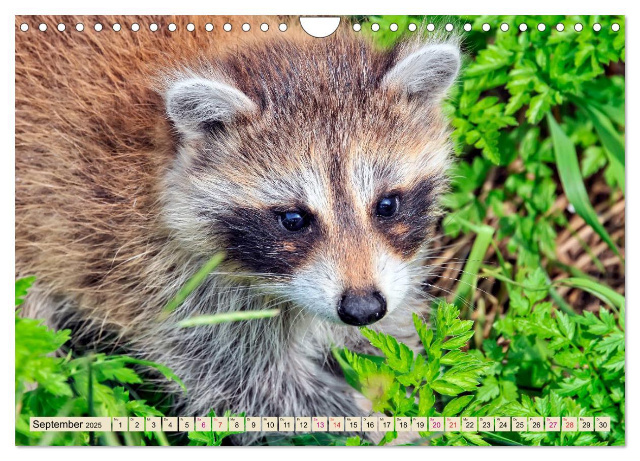 Bild: 9783435335220 | Waschbär - Niedlicher Allesfresser (Wandkalender 2025 DIN A4 quer),...