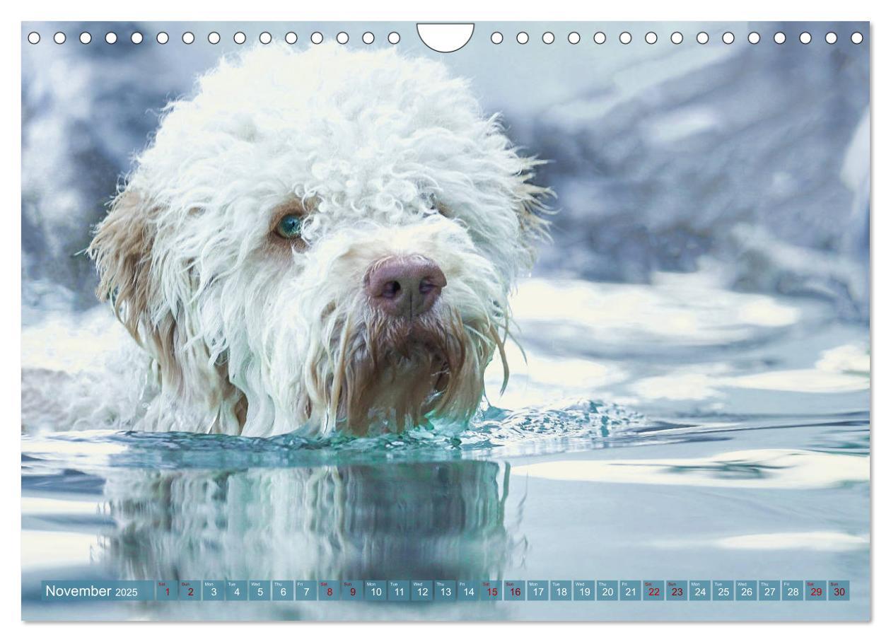 Bild: 9781325940905 | Lagotto Romagnolo Splash Edition (Wall Calendar 2025 DIN A4...