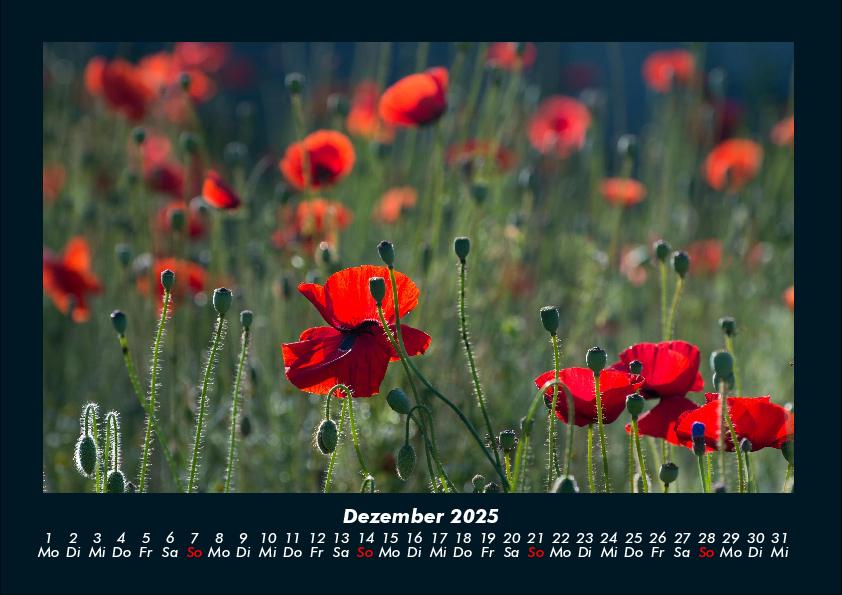 Bild: 9783755992325 | Blumenträume 2025 Fotokalender DIN A4 | Tobias Becker | Kalender