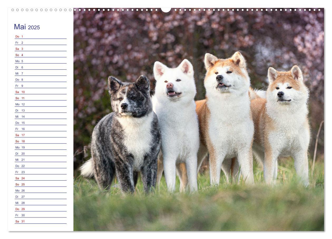 Bild: 9783435101504 | Japans Seelenhunde (Wandkalender 2025 DIN A2 quer), CALVENDO...