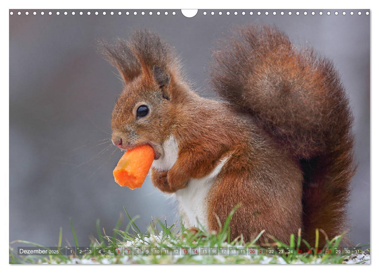 Bild: 9783435279814 | Eichhörnchen in zauberhaften Posen (Wandkalender 2025 DIN A3 quer),...