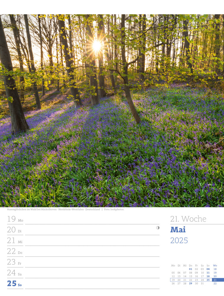 Bild: 9783838425979 | Unser Wald - Wochenplaner Kalender 2025 | Ackermann Kunstverlag | 2025