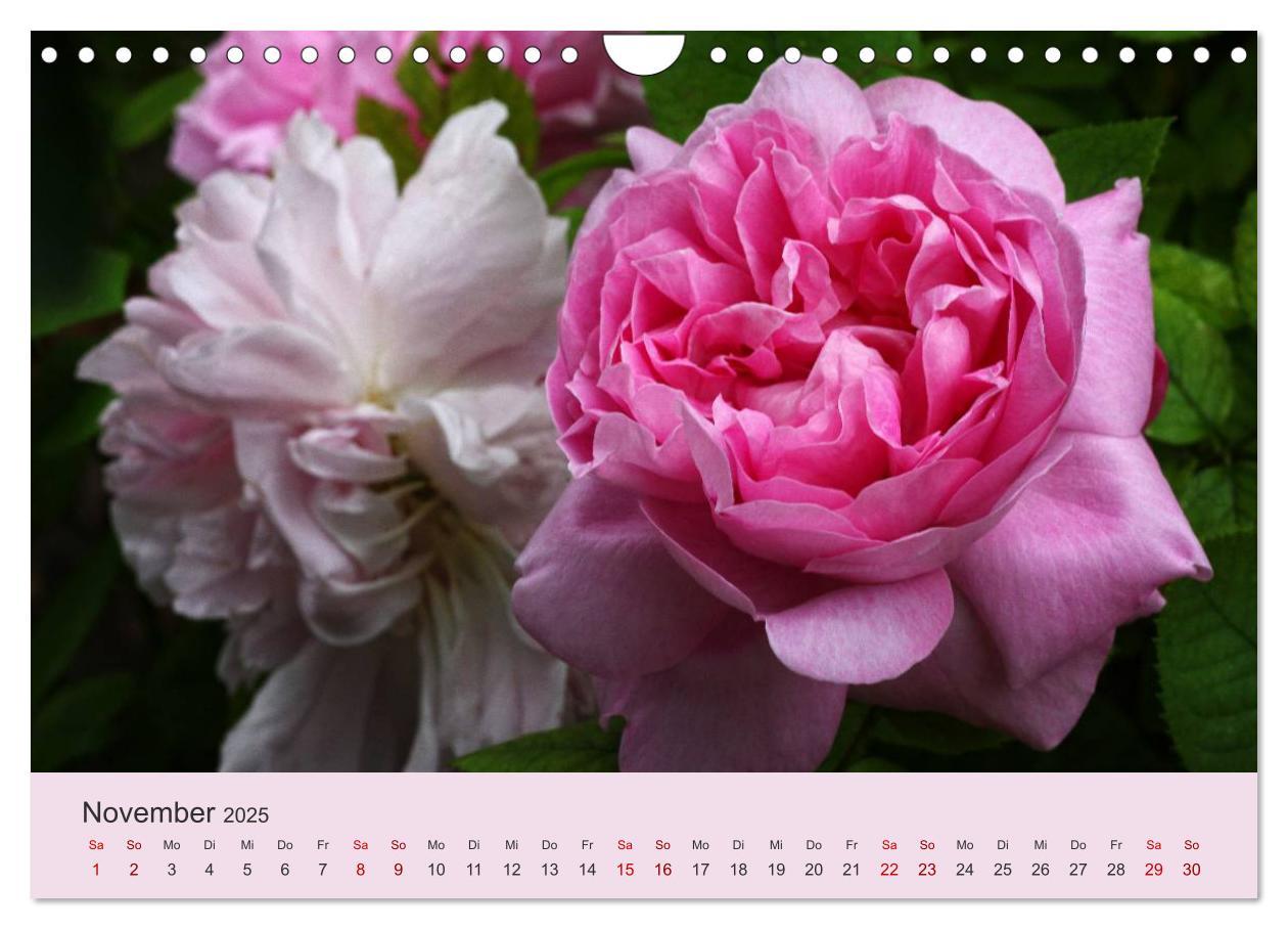 Bild: 9783435453566 | Rosen Reigen im Garten (Wandkalender 2025 DIN A4 quer), CALVENDO...