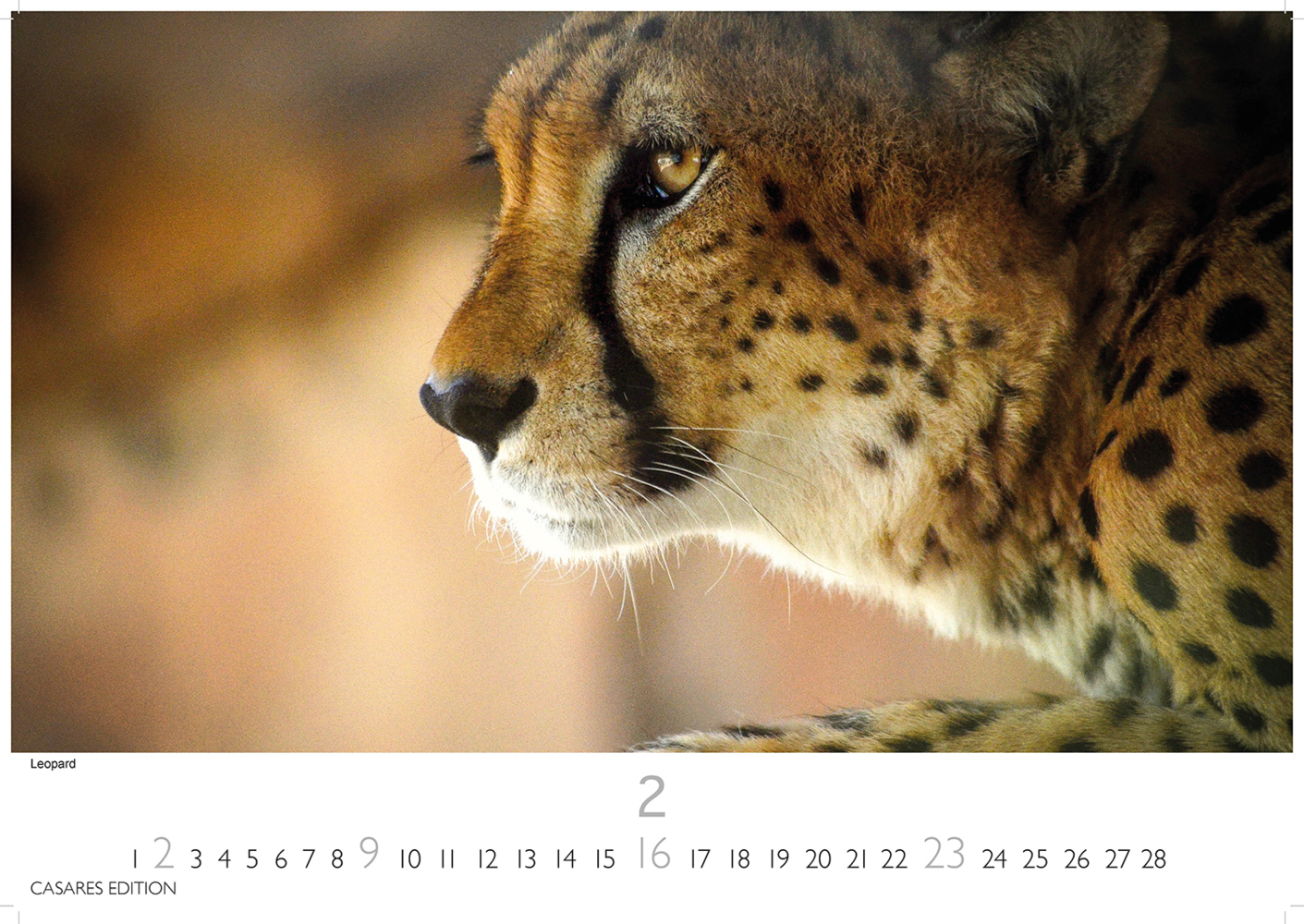 Bild: 9781835241257 | Big Cats 2025 S 24x35cm | Kalender | 14 S. | Deutsch | 2025