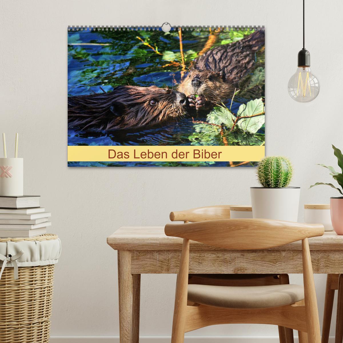 Bild: 9783435416394 | Das Leben der Biber (Wandkalender 2025 DIN A3 quer), CALVENDO...