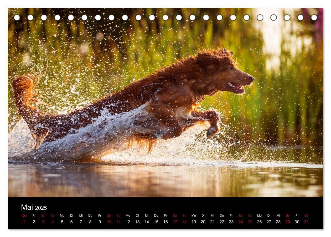 Bild: 9783435383771 | Toller - Nova Scotia Duck Tolling Retriever (Tischkalender 2025 DIN...