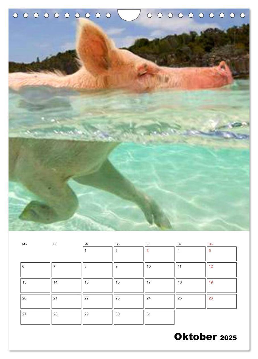 Bild: 9783457024799 | Schweine auf den Bahamas! (Wandkalender 2025 DIN A4 hoch), CALVENDO...