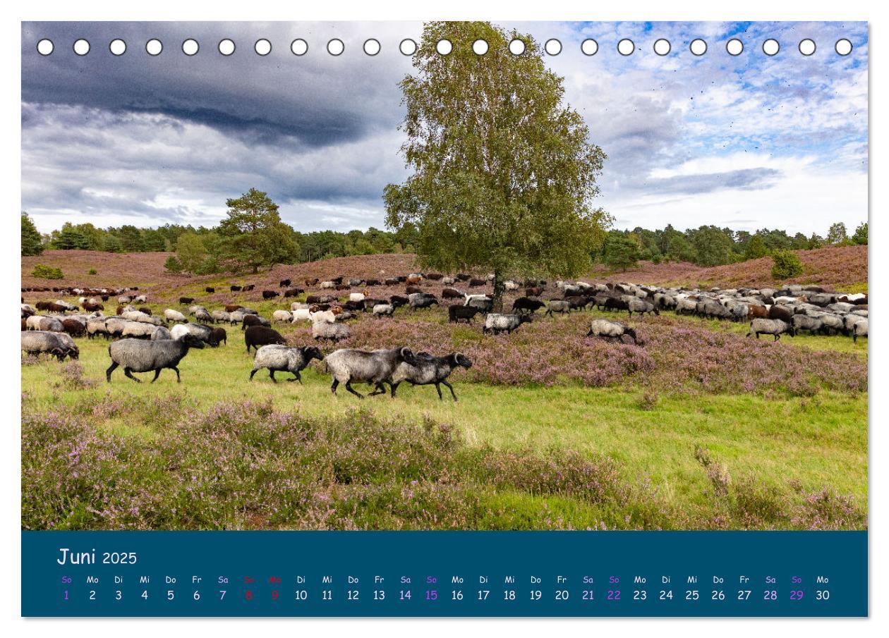 Bild: 9783435014729 | Heidschnucken, die prächtigen Schafe der Lüneburger Heide...