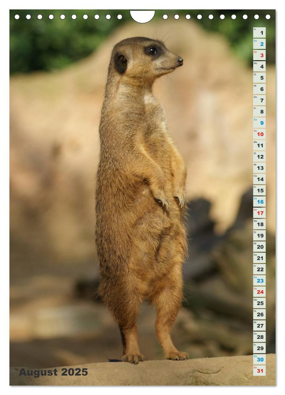 Bild: 9783457090060 | Erdmännchen-Meerkats-Surikate (Wandkalender 2025 DIN A4 hoch),...