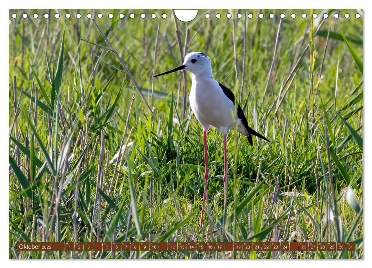 Bild: 9783383845499 | Die Vogelwelt der Camargue (Wandkalender 2025 DIN A4 quer),...