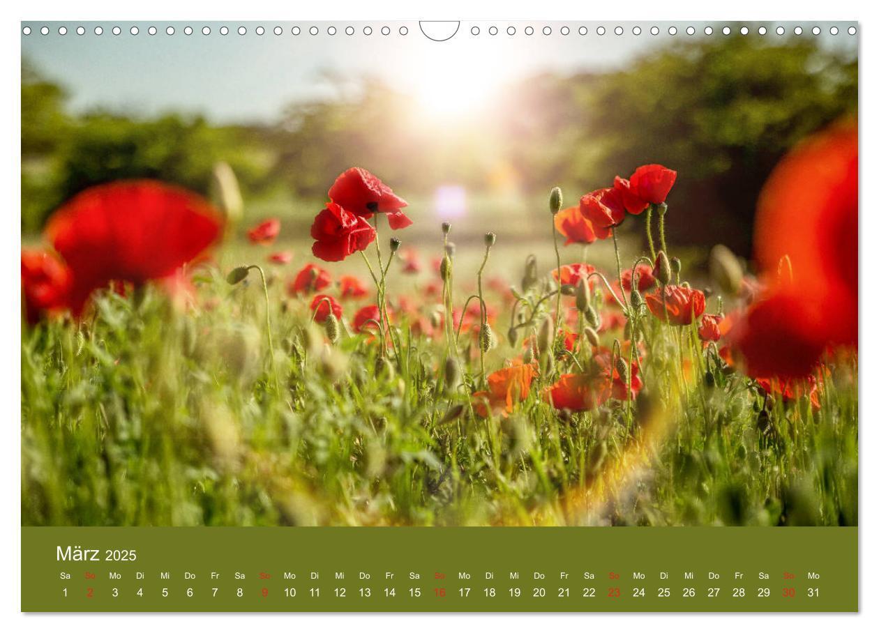 Bild: 9783435122516 | Mohnblumen Romantik (Wandkalender 2025 DIN A3 quer), CALVENDO...