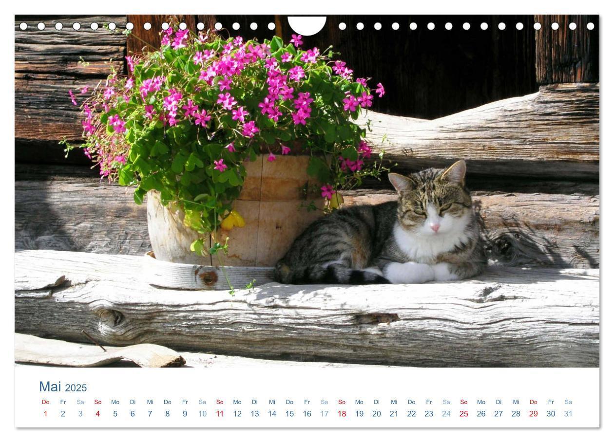 Bild: 9783435494507 | Tierisches Leben auf dem Bauernhof 2025 (Wandkalender 2025 DIN A4...