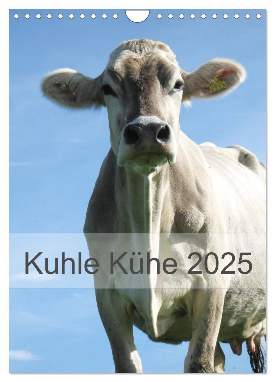 Cover: 9783457056271 | Kuhle Kühe 2025 (Wandkalender 2025 DIN A4 hoch), CALVENDO...