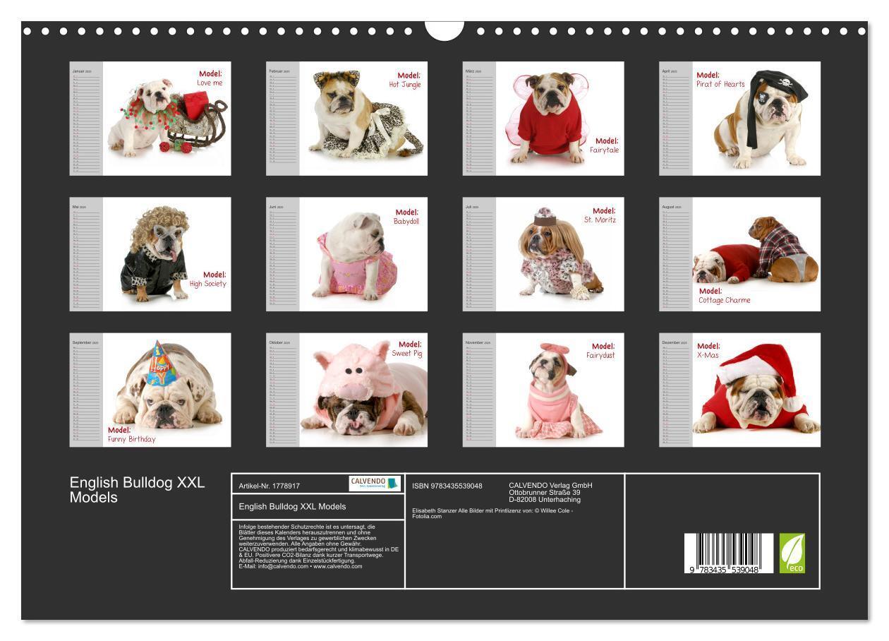 Bild: 9783435539048 | English Bulldog XXL Models (Wandkalender 2025 DIN A3 quer),...