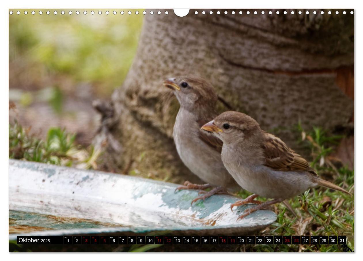 Bild: 9783435028894 | Vogelkinder - Junge Wildvögel (Wandkalender 2025 DIN A3 quer),...