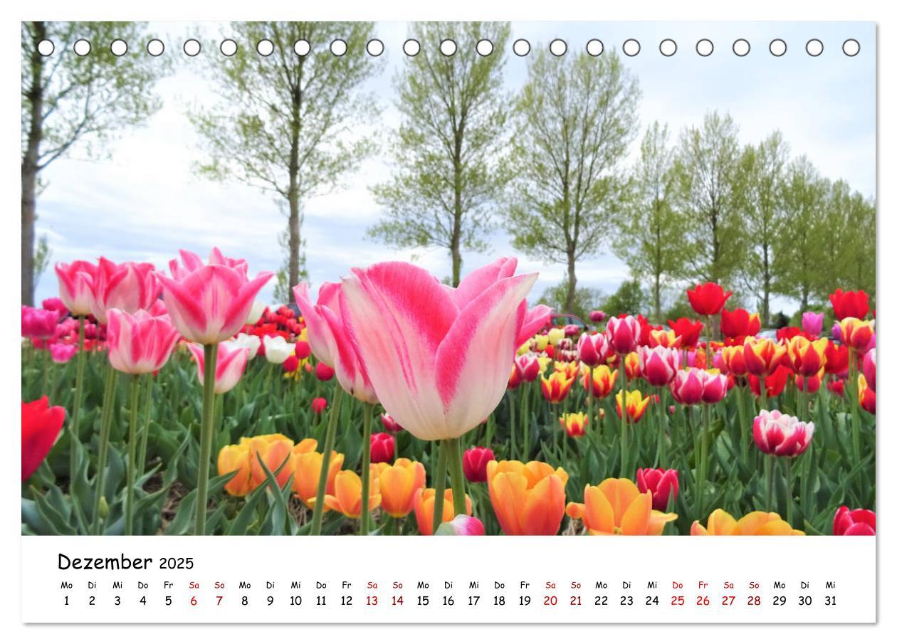 Bild: 9783435257782 | Tulpenblüte in Flevoland 2025 (Tischkalender 2025 DIN A5 quer),...