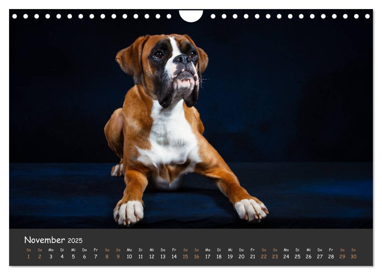 Bild: 9783435731534 | Wenn ich groß bin werd' ich Boxer (Wandkalender 2025 DIN A4 quer),...